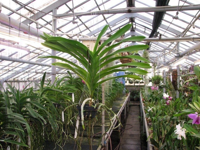 Vanda Sansai Blue.JPG