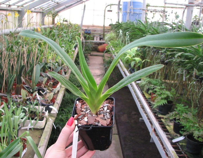 Paphiopedilum lowii 'Daya' x sib '#2'.JPG