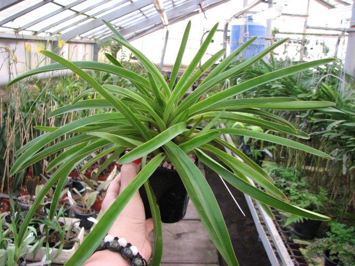 Paphiopedilum exul.JPG
