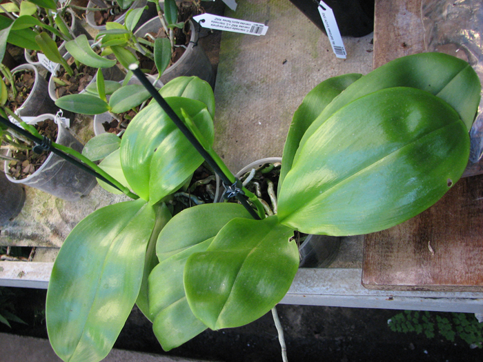 Phalaenopsis Liodoro.jpg