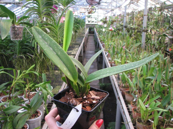 Cattleya maxima semi-alba 'La Pedrena'.JPG