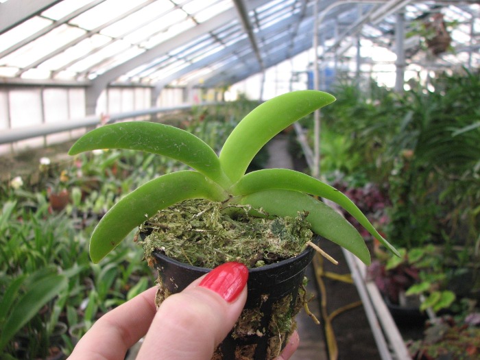 Angraecum leonis.JPG