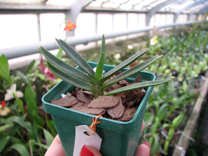 Angraecum didieri.JPG