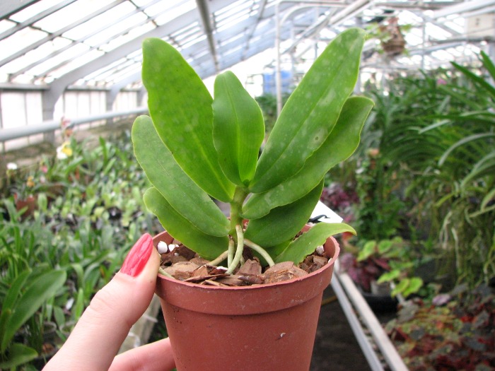 Gastrochilus japonicus.JPG