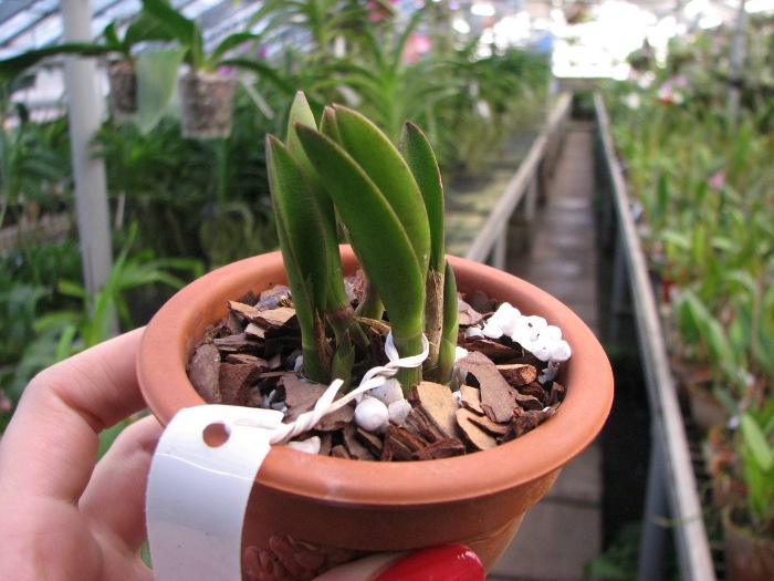 Laelia reginae.JPG