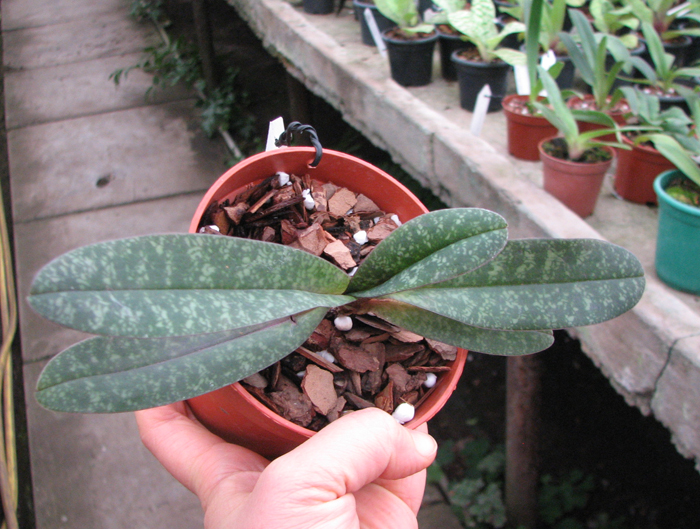 Paphiopedilum concolor (1508).jpg