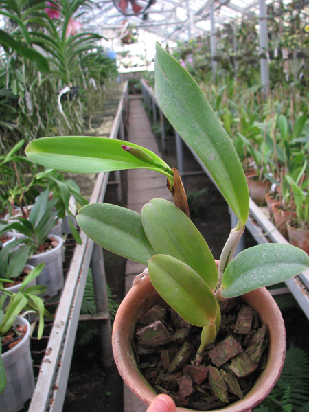 Cattleya labiata rubra integra-orlata-pincelada x Laelia pumila 'Ruby Queen'.jpg