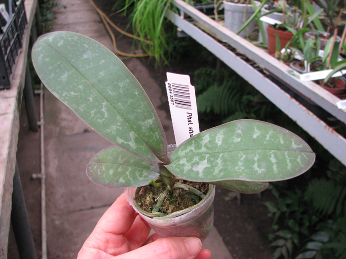 Phalaenopsis stuartiana yellow x sib.jpg
