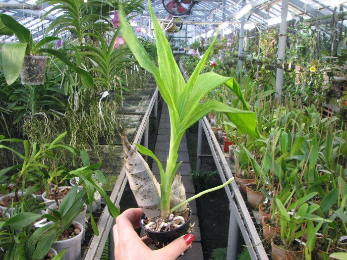 Catasetum pileatum hybrid.JPG