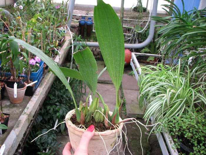 Coelogyne speciosa.JPG