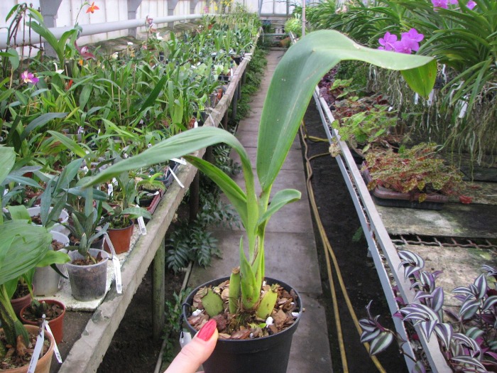 Maxillaria platypetala.JPG