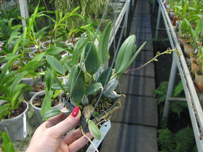 Dendrobium aggregatum.JPG
