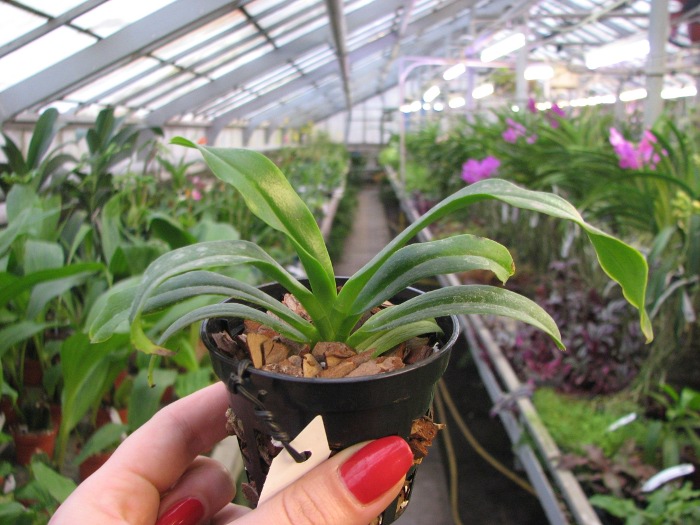 Phalaenopsis tetraspis alba x Vanda coerulea blue.JPG