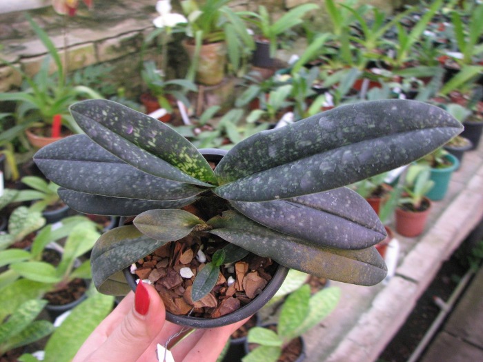 Paphiopedilum Magic Lantern (micranthum x delenatii).JPG