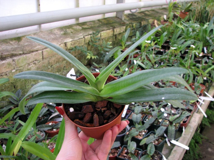 Paphiopedilum Phips.JPG