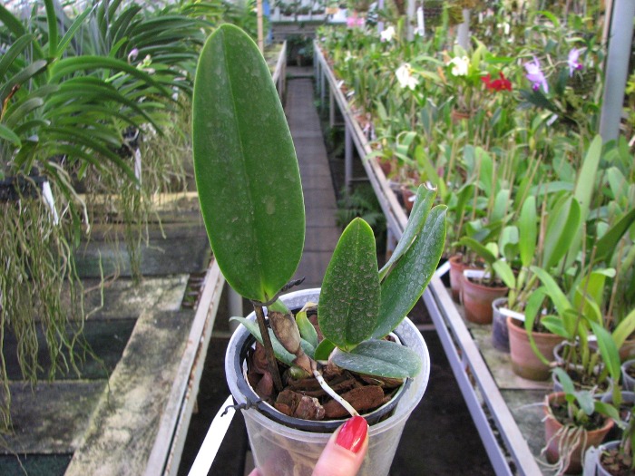 Cattleya mendelii.JPG