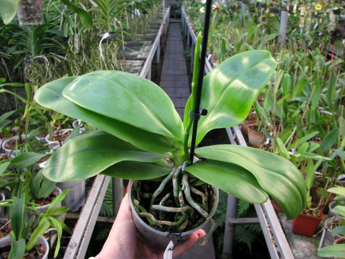 Phalaenopsis Liodoro (Phalaenopsis Deventeriana x Phalaenopsis violacea).JPG