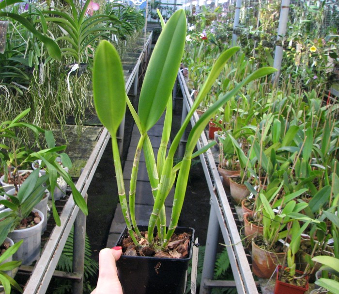Rhyncholaeliocattleya Golf Green 'Lu-Chi' (OG).JPG
