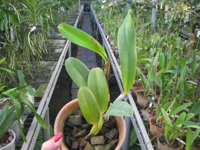 Cattleya labiata rubra integra-orlata-pincelada x Laelia pumila 'Ruby Queen'.JPG