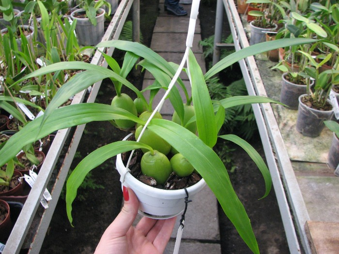 Coelogyne cristata.JPG