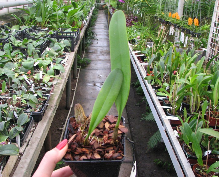 Bulbophyllum medusae.JPG