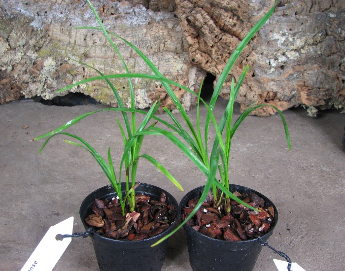 Cymbidium wenshanense.JPG