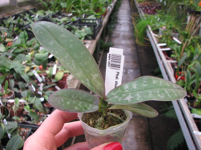 Phalaenopsis stuartiana yellow x sib.JPG