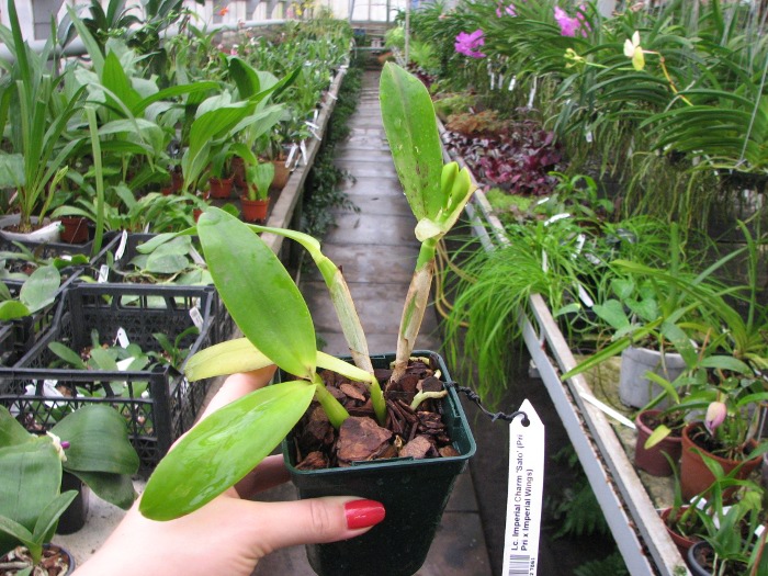 Laeliocattleya Imperial Charm 'Sato' (Pri Pri x Imperial Wings).JPG