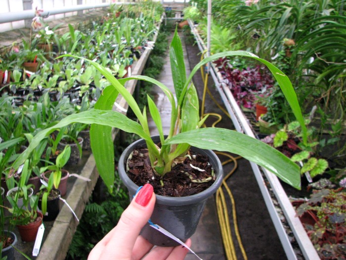 Zygonisia Cynosure 'Blue Water Sailing'.JPG