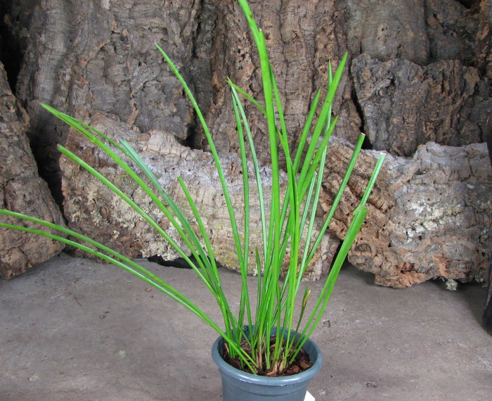 Dendrochilum javieri.JPG