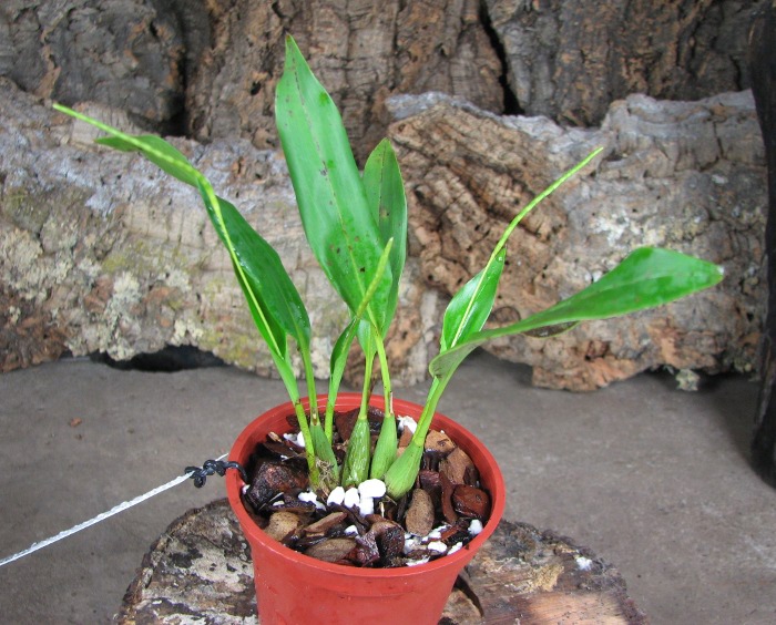 Dendrochilum uncatum.JPG