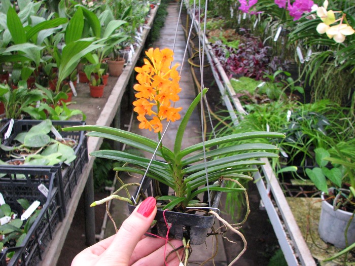Ascocentrum miniatum.JPG
