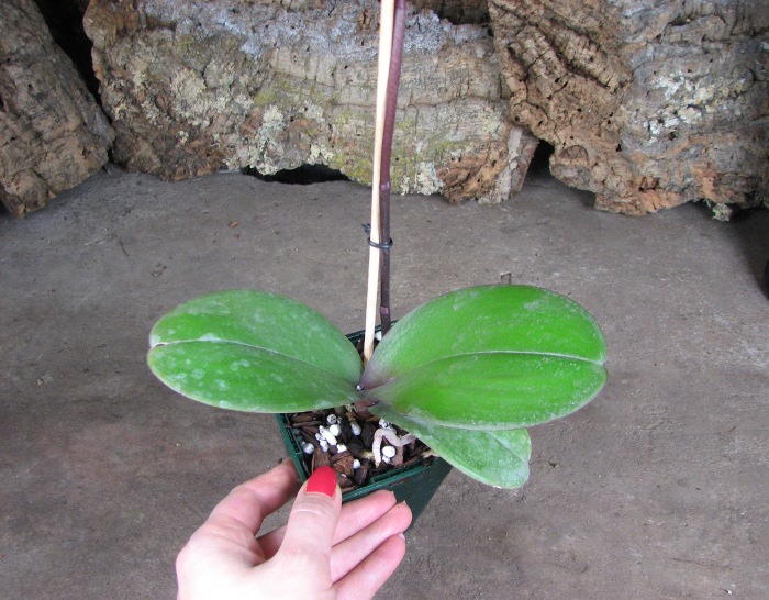 Phalaenopsis Red Lightning.JPG