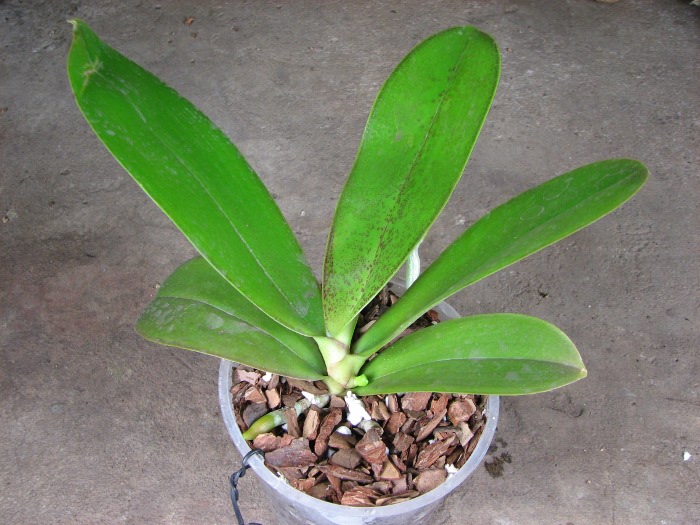 Phalaenopsis Ho's Lovely Amethyst.JPG