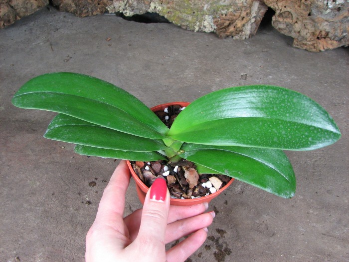 Doritaenopsis Taisuco Micky.JPG