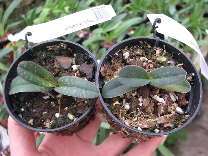 Paphiopedilum thaianum.JPG