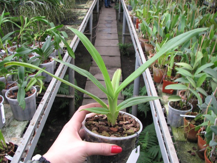 Phragmipedium besseae.JPG