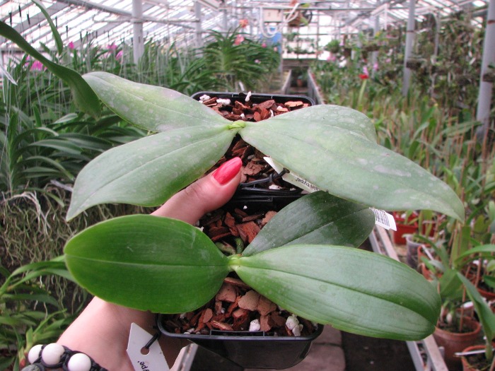 Phalaenopsis bellina 'Mountain type'.JPG