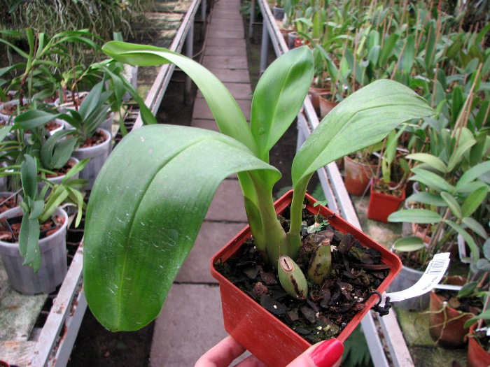 Maxillaria striata.JPG