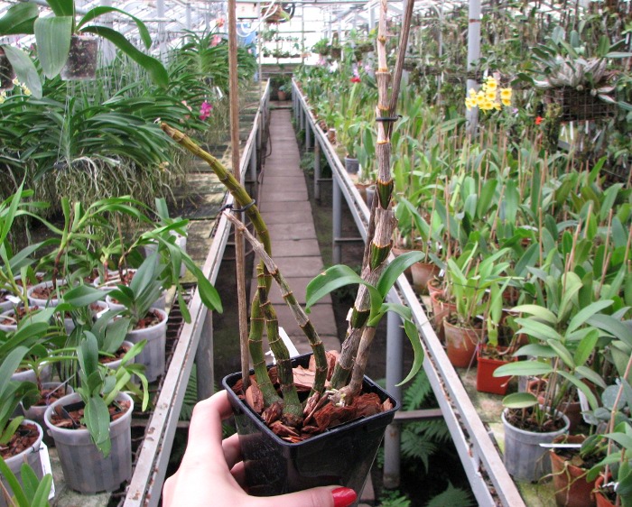 Dendrobium Tengkwei.JPG