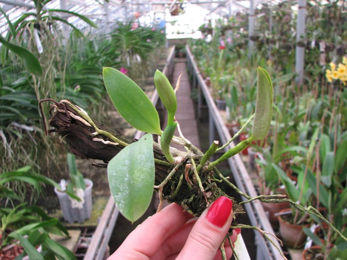 Laelia pumila 'Ruby' (Z-71) x Laelia pumila 'Black Diamond'.JPG