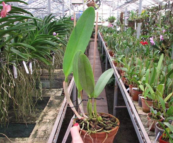 Cattleya mossiae alba 'Irene' x Cattleya mossiae alba 'Orosco'.JPG