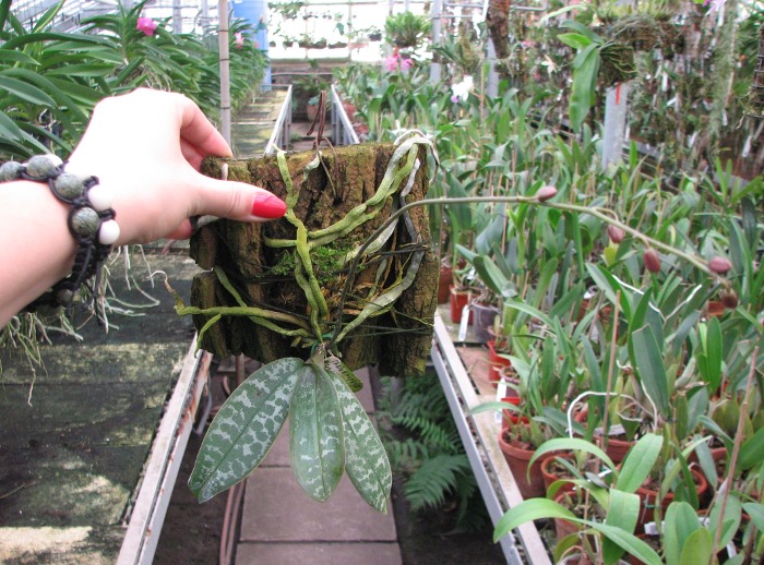 Phalaenopsis schilleriana.JPG