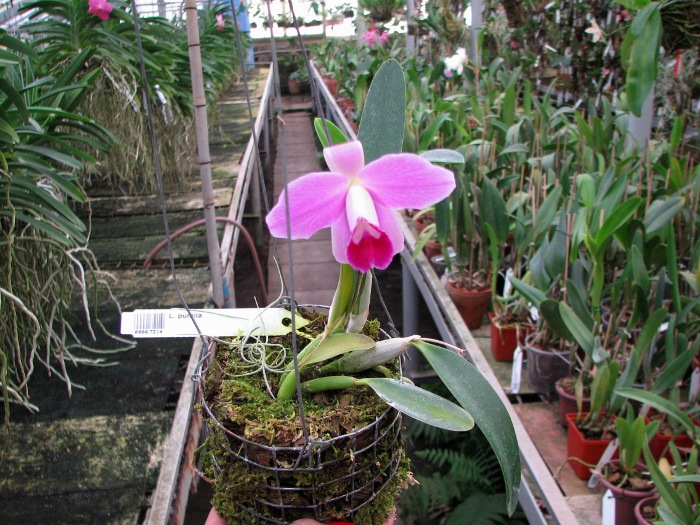Laelia pumila.JPG