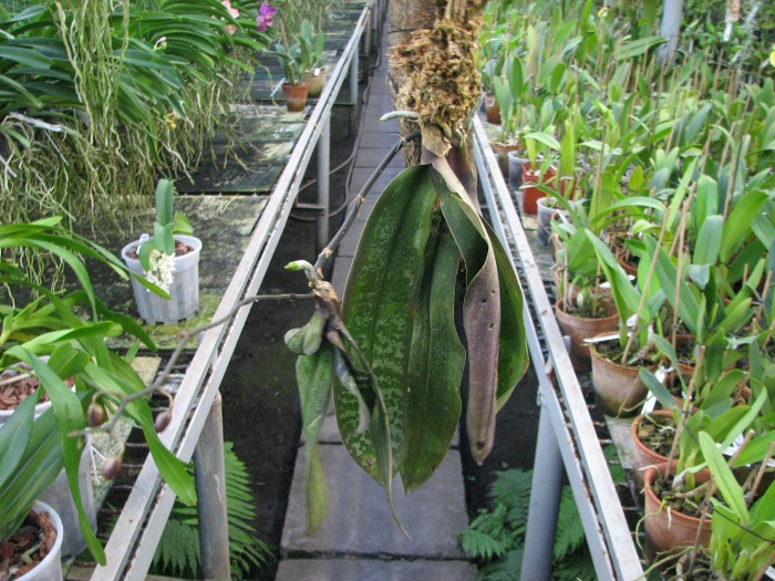 Phalaenopsis schilleriana var. immaculata.JPG