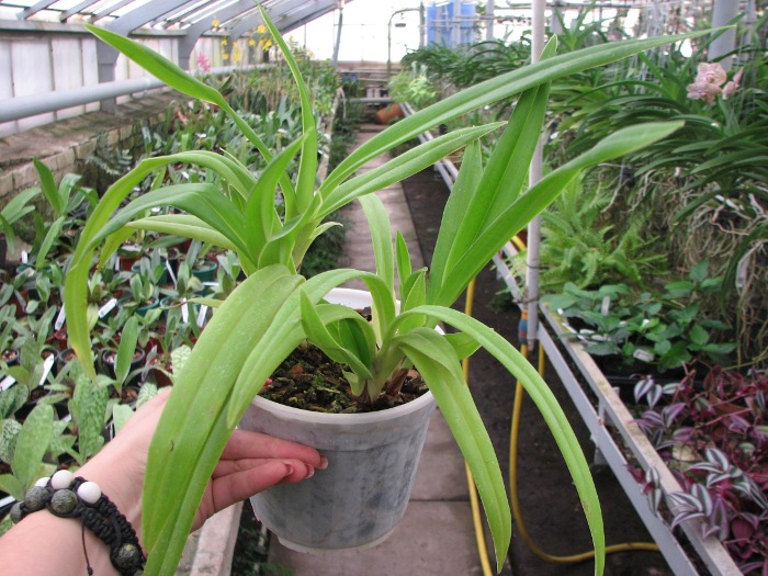 Phragmipedium Hanne Popow (besseae x schlimii).JPG