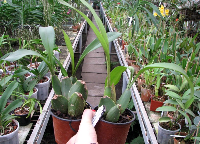 Rossioglossum 'Rawdon Jester' (Rossioglossum grande x Rossoiglossum williamsianum).JPG