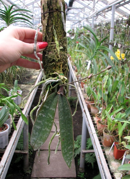 Phalaenopsis schilleriana.JPG