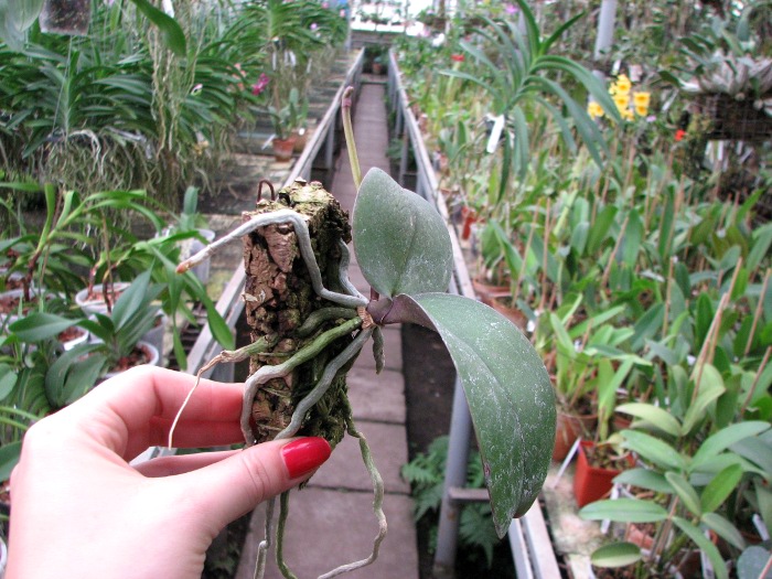 Phalaenopsis Tai-Kan Rose.JPG