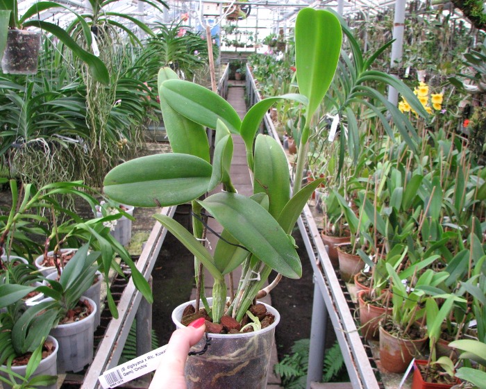 (Brassavola digbyana x Rhyncholaeliocattleya Kuwale Gem) 'ORCHIS'.JPG